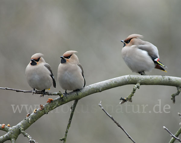 Seidenschwanz (Bombycilla garrulus)