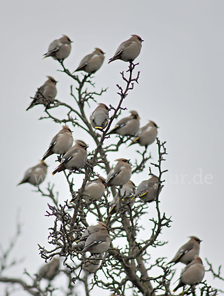 Seidenschwanz (Bombycilla garrulus)