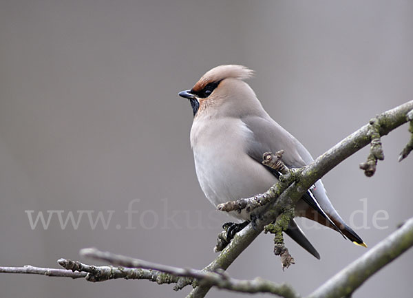 Seidenschwanz (Bombycilla garrulus)