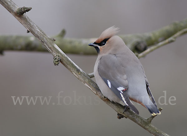 Seidenschwanz (Bombycilla garrulus)