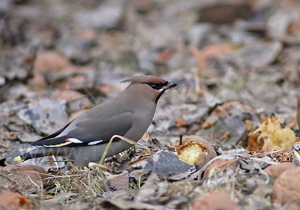 Seidenschwanz (Bombycilla garrulus)