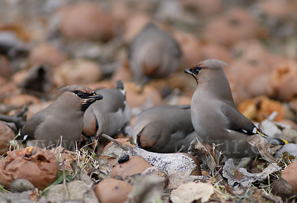 Seidenschwanz (Bombycilla garrulus)