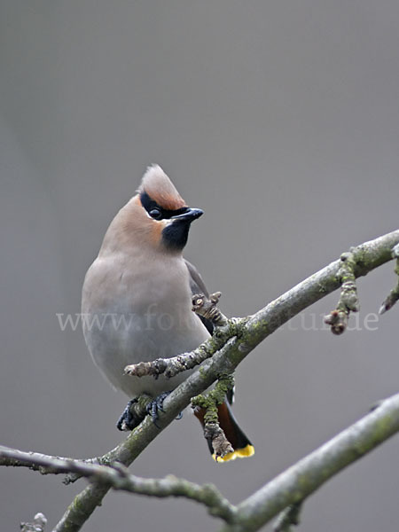 Seidenschwanz (Bombycilla garrulus)