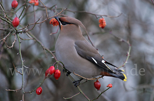 Seidenschwanz (Bombycilla garrulus)