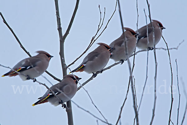 Seidenschwanz (Bombycilla garrulus)