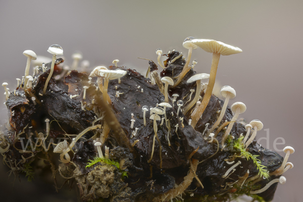 Seidiger Zwergrübling (Collybia cirrhata)