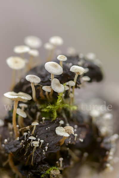 Seidiger Zwergrübling (Collybia cirrhata)