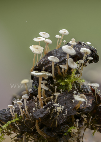 Seidiger Zwergrübling (Collybia cirrhata)