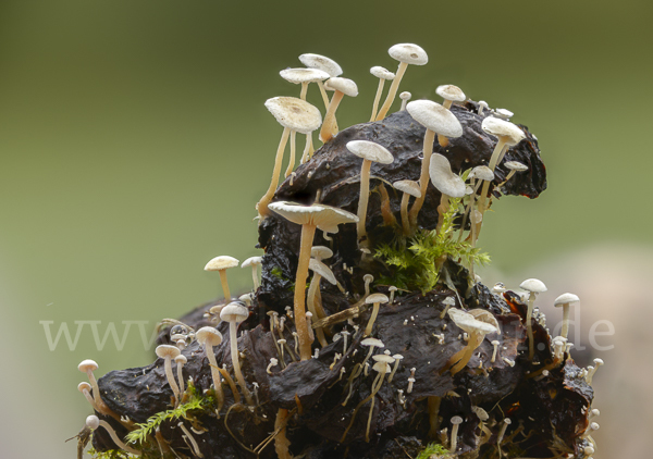 Seidiger Zwergrübling (Collybia cirrhata)