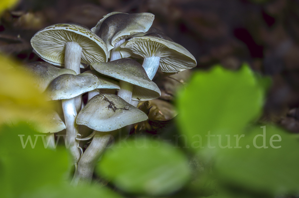 Seifenritterling (Tricholoma saponaceum)