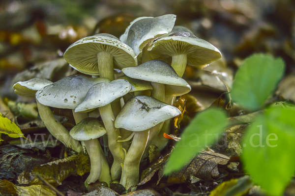 Seifenritterling (Tricholoma saponaceum)