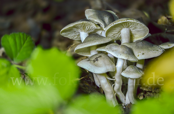 Seifenritterling (Tricholoma saponaceum)