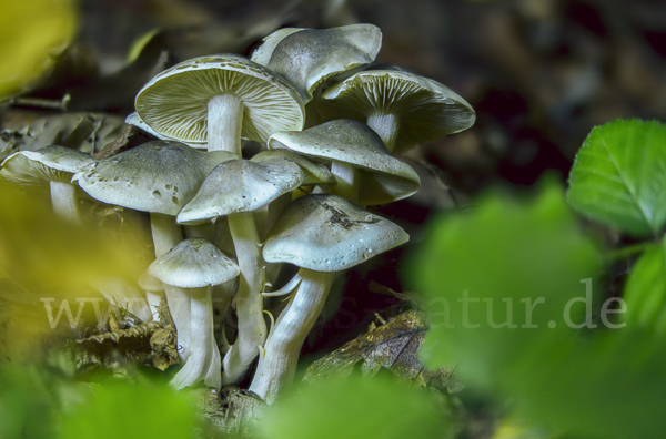 Seifenritterling (Tricholoma saponaceum)