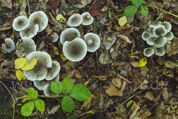 Seifenritterling (Tricholoma saponaceum)