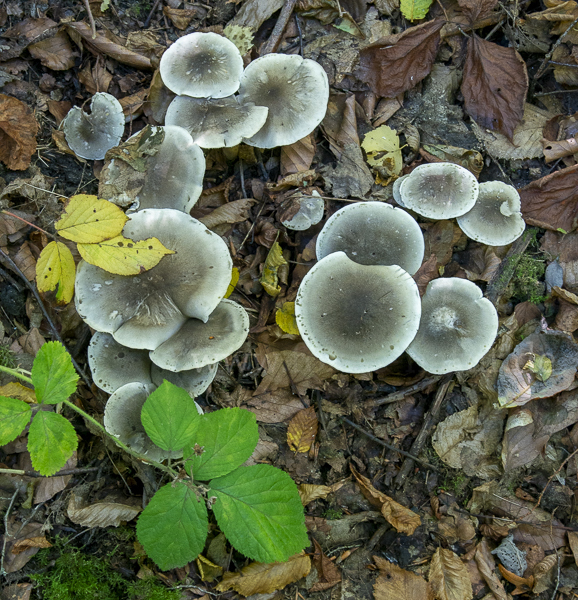 Seifenritterling (Tricholoma saponaceum)