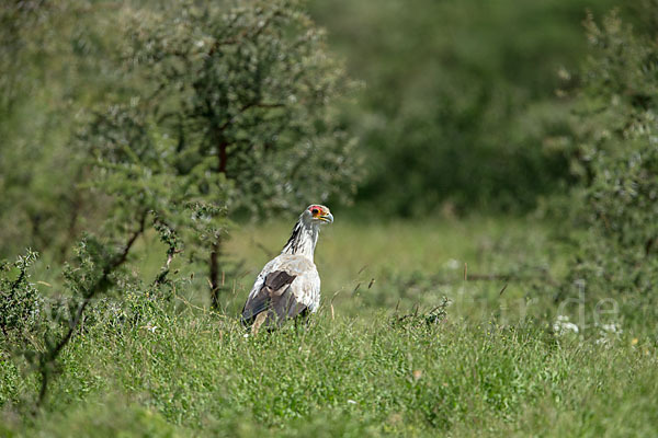 Sekretär (Sagittarius serpentarius)