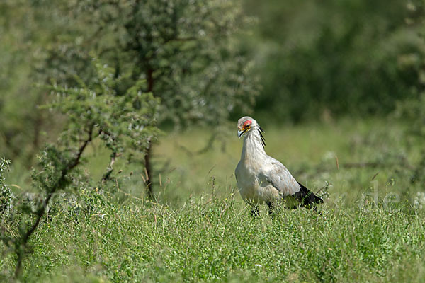 Sekretär (Sagittarius serpentarius)