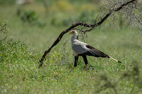 Sekretär (Sagittarius serpentarius)