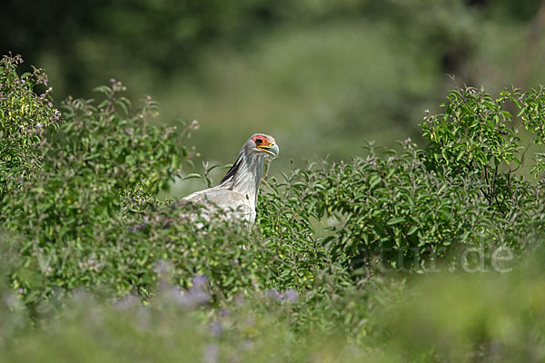 Sekretär (Sagittarius serpentarius)