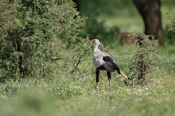 Sekretär (Sagittarius serpentarius)