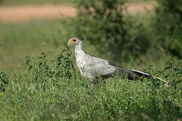 Sekretär (Sagittarius serpentarius)