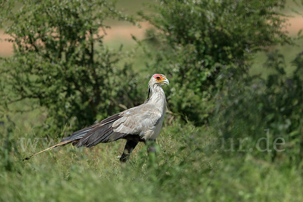 Sekretär (Sagittarius serpentarius)