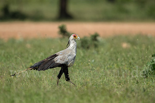 Sekretär (Sagittarius serpentarius)