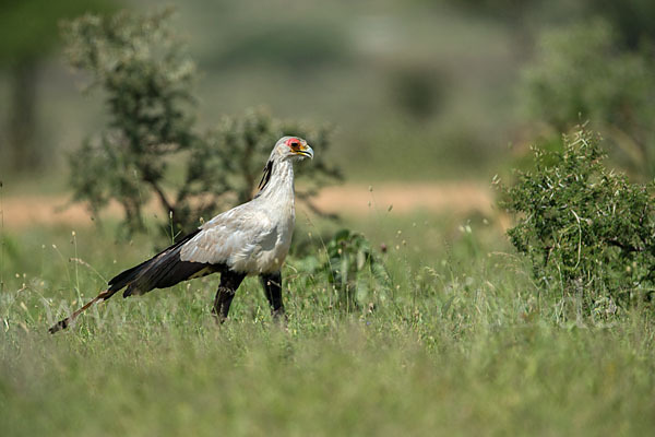 Sekretär (Sagittarius serpentarius)