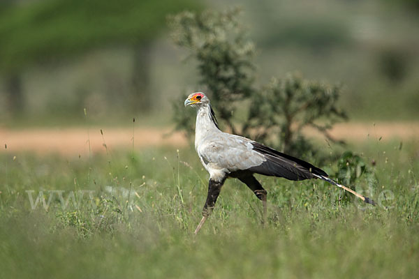 Sekretär (Sagittarius serpentarius)