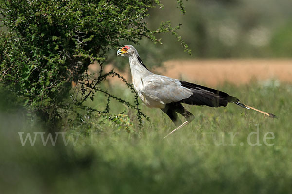 Sekretär (Sagittarius serpentarius)