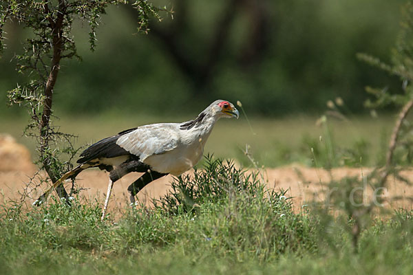 Sekretär (Sagittarius serpentarius)