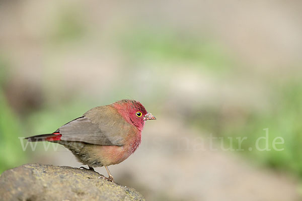 Senegalamarant (Lagonosticta senegala)