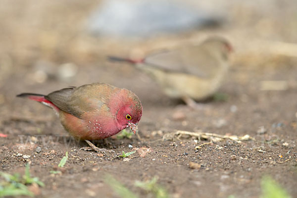 Senegalamarant (Lagonosticta senegala)