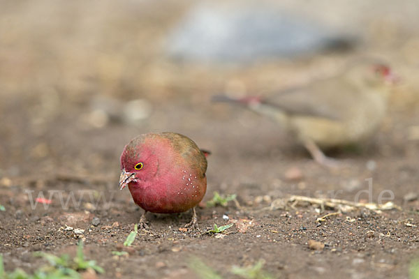 Senegalamarant (Lagonosticta senegala)