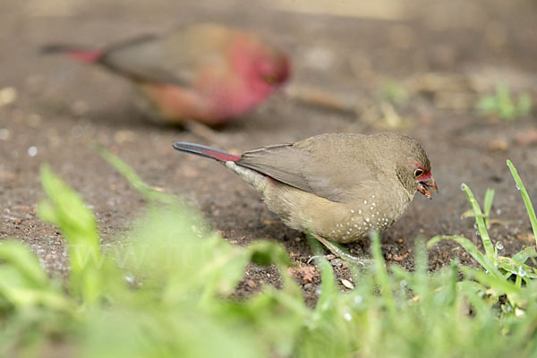 Senegalamarant (Lagonosticta senegala)