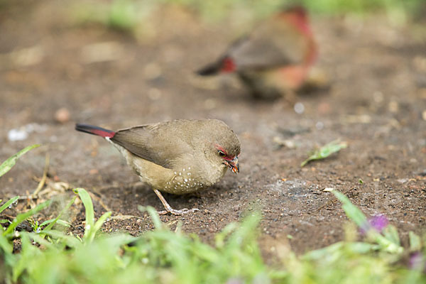 Senegalamarant (Lagonosticta senegala)