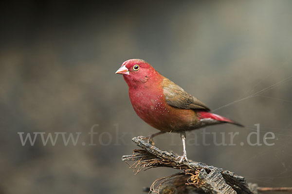 Senegalamarant (Lagonosticta senegala)