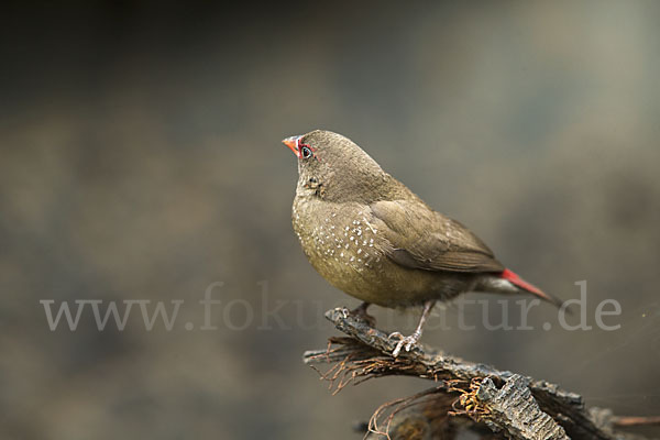 Senegalamarant (Lagonosticta senegala)