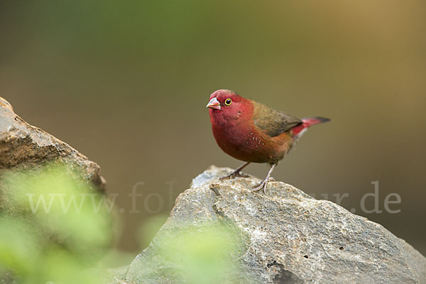 Senegalamarant (Lagonosticta senegala)