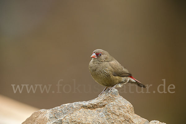 Senegalamarant (Lagonosticta senegala)