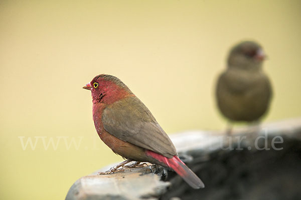 Senegalamarant (Lagonosticta senegala)