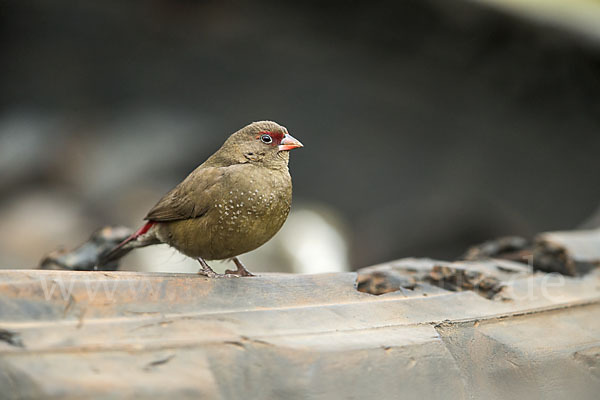 Senegalamarant (Lagonosticta senegala)