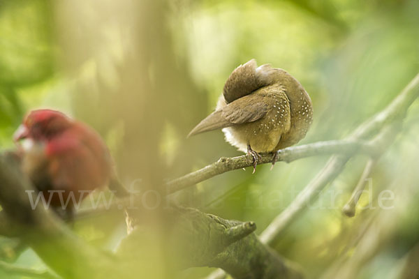 Senegalamarant (Lagonosticta senegala)