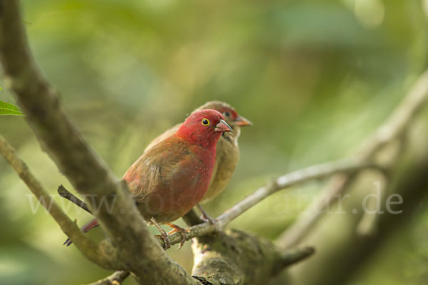 Senegalamarant (Lagonosticta senegala)