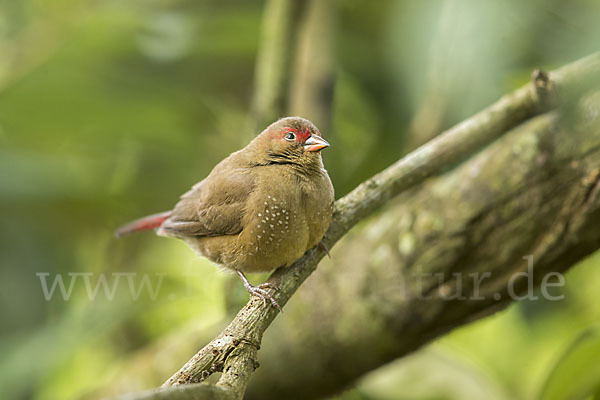 Senegalamarant (Lagonosticta senegala)