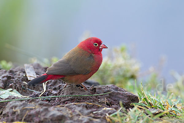 Senegalamarant (Lagonosticta senegala)