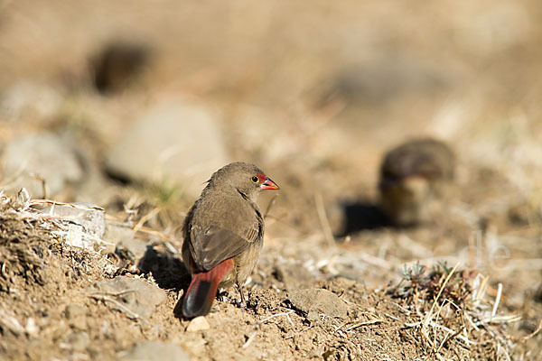 Senegalamarant (Lagonosticta senegala)