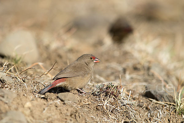 Senegalamarant (Lagonosticta senegala)