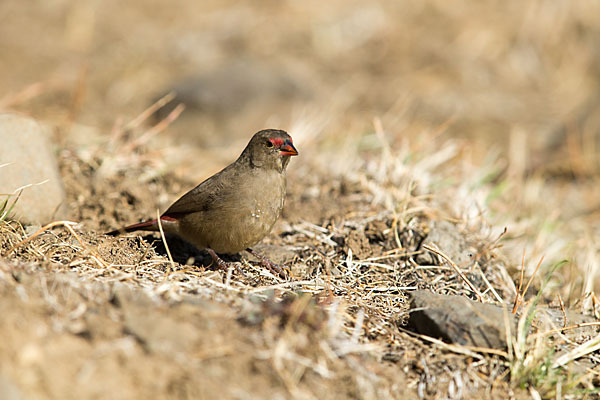 Senegalamarant (Lagonosticta senegala)