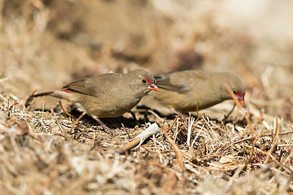 Senegalamarant (Lagonosticta senegala)